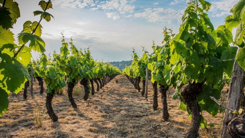 Route des vins du Beaujolais : faites Beaujeu rien ne va plus !