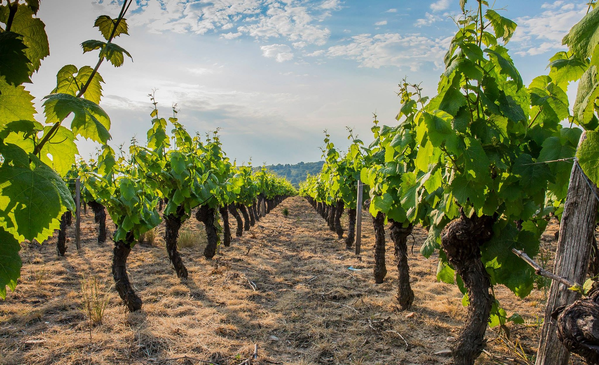 Route des vins du Beaujolais : faites Beaujeu rien ne va plus !