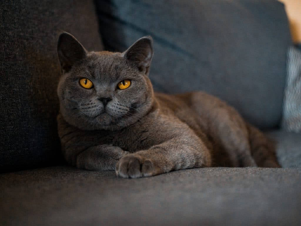 cat_british_shorthair